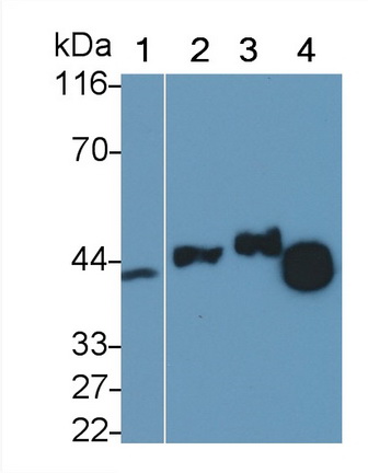 Polyclonal Antibody to Cluster Of Differentiation 147 (CD147)