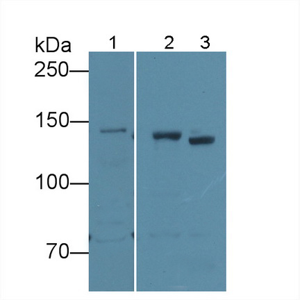 Polyclonal Antibody to Density Enhanced Phosphatase 1 (DEP1)