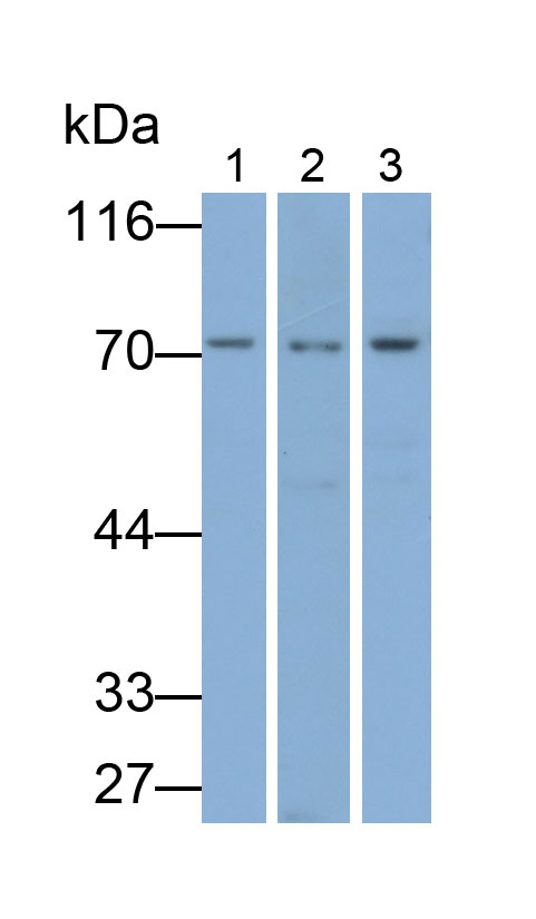 Polyclonal Antibody to A Disintegrin And Metalloprotease 17 (ADAM17)