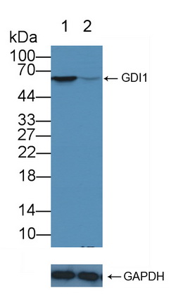 Polyclonal Antibody to GDP Dissociation Inhibitor 1 (GDI1)