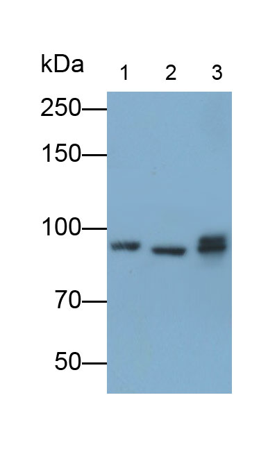 Polyclonal Antibody to Cytosolic Phospholipase A2 (PLA2G4)