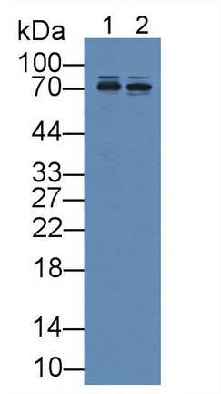 Polyclonal Antibody to Cluster Of Differentiation 146 (CD146)
