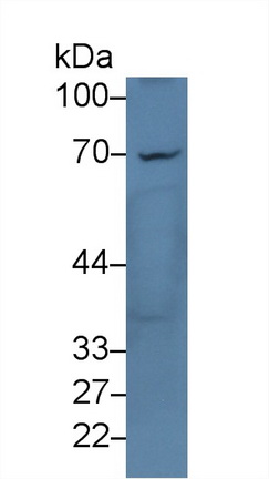 Polyclonal Antibody to Cluster Of Differentiation 229 (CD229)