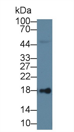 Polyclonal Antibody to Lipocalin 1 (LCN1)