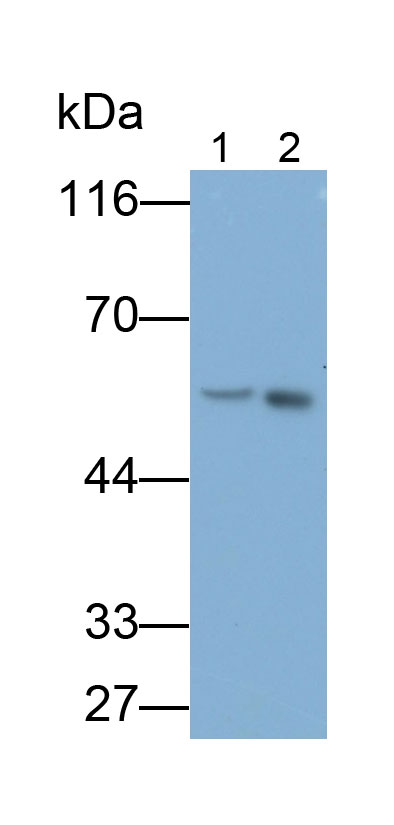 Polyclonal Antibody to Protein Kinase B Beta (PKBb)