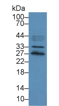 Polyclonal Antibody to C-Type Lectin Domain Family 13, Member A (CLEC13A)