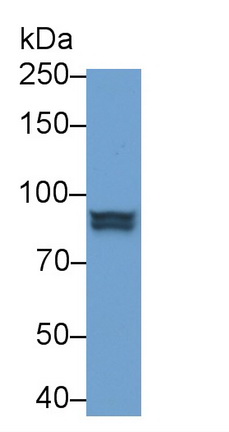 Polyclonal Antibody to Signal Transducer And Activator Of Transcription 1 (STAT1)