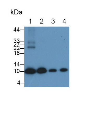 Polyclonal Antibody to S100 Calcium Binding Protein A6 (S100A6)