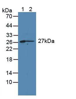 Polyclonal Antibody to Cluster Of Differentiation 7 (CD7)