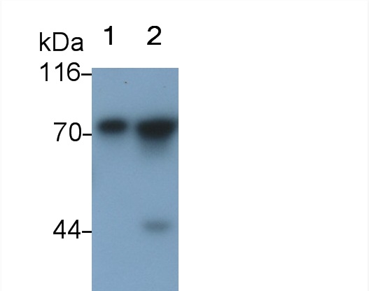 Polyclonal Antibody to A Disintegrin And Metalloprotease 9 (ADAM9)
