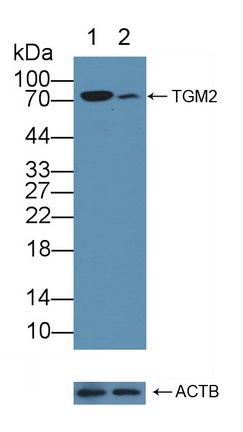 Polyclonal Antibody to Transglutaminase 2 (TGM2)