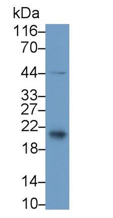 Polyclonal Antibody to Cluster Of Differentiation 3d (CD3d)