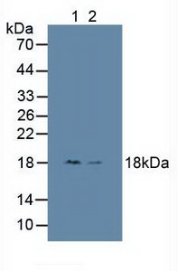 Polyclonal Antibody to High Mobility Group Nucleosome Binding Domain Protein 1 (HMGN1)