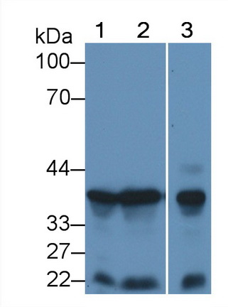 Polyclonal Antibody to Fibroblast Growth Factor 10 (FGF10)