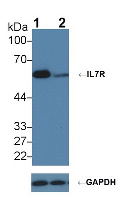 Polyclonal Antibody to Interleukin 7 Receptor (IL7R)