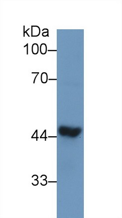 Polyclonal Antibody to Tar DNA Binding Protein 43kDa (TDP43)