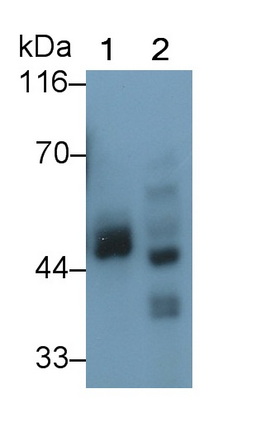 Polyclonal Antibody to Pigment Epithelium Derived Factor (PEDF)
