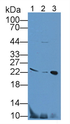 Polyclonal Antibody to Interleukin 33 (IL33)