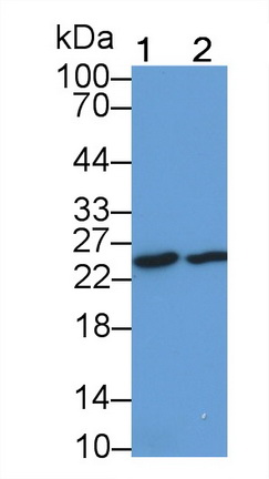Polyclonal Antibody to Interleukin 33 (IL33)