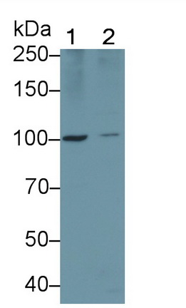 Polyclonal Antibody to Toll Like Receptor 5 (TLR5)