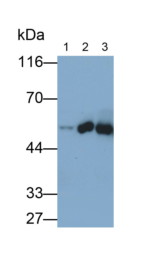 Polyclonal Antibody to Aldehyde Dehydrogenase, Mitochondrial (ALDH2)