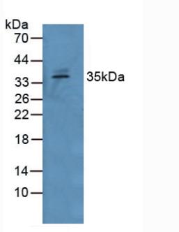 Polyclonal Antibody to Growth Differentiation Factor 15 (GDF15)