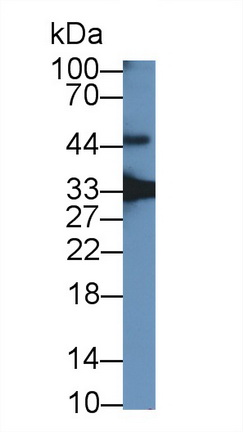 Polyclonal Antibody to Growth Differentiation Factor 15 (GDF15)