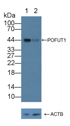 Polyclonal Antibody to Protein O-Fucosyltransferase 1 (POFUT1)