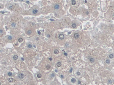Polyclonal Antibody to Major Histocompatibility Complex Class I B (MHCB)