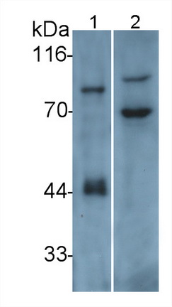 Polyclonal Antibody to Integrin Beta 6 (ITGb6)