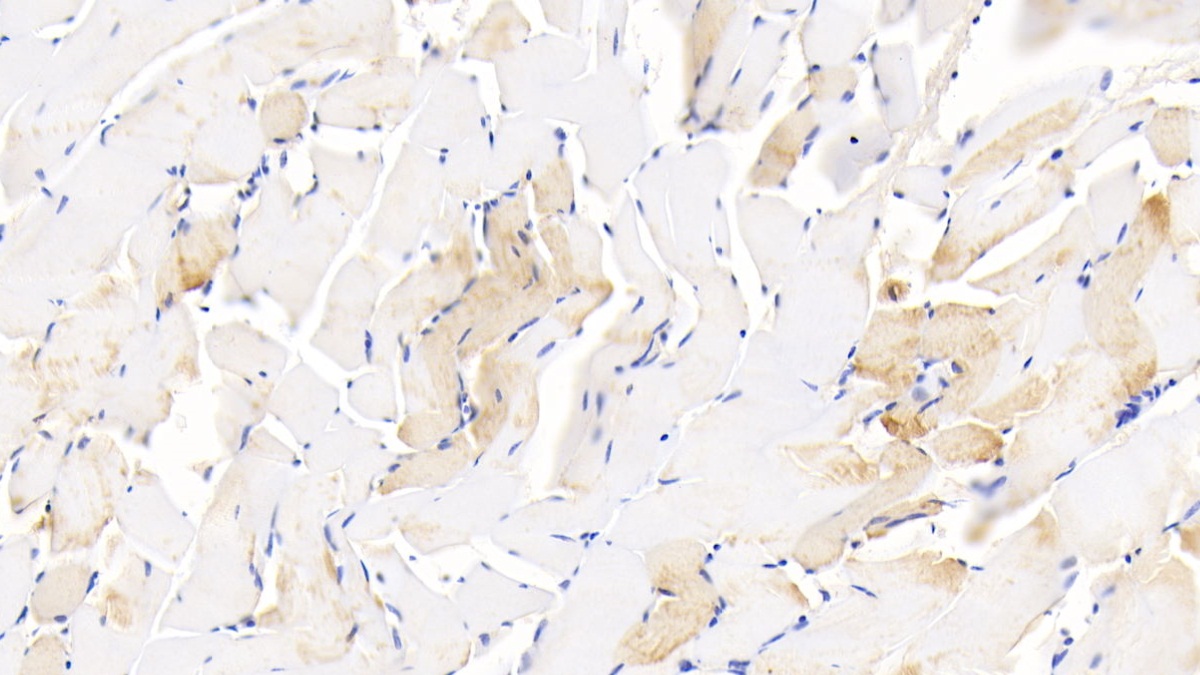 Polyclonal Antibody to Growth Differentiation Factor 5 (GDF5)