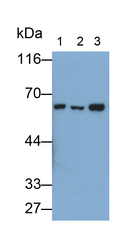 Polyclonal Antibody to SMAD family member 9 (SMAD9)