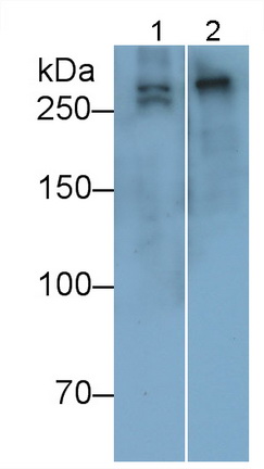 Polyclonal Antibody to Collagen Type VII (COL7)