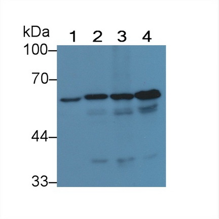 Polyclonal Antibody to Histone Deacetylase 1 (HDAC1)