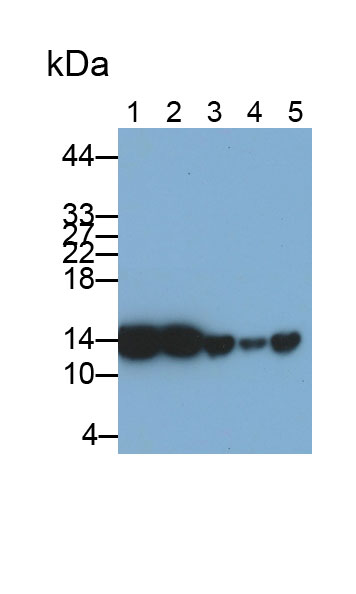 Polyclonal Antibody to Profilin 1 (PFN1)