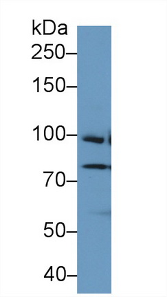 Polyclonal Antibody to Topoisomerase I (TOP1)
