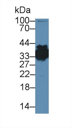 Polyclonal Antibody to Heterogeneous Nuclear Ribonucleoprotein A1 (HNRNPA1)