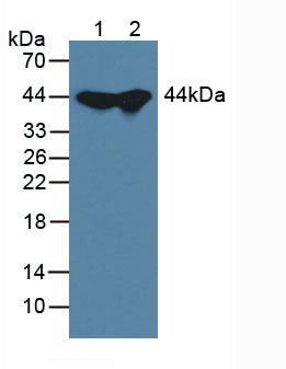 Polyclonal Antibody to Adenosine Kinase (ADK)