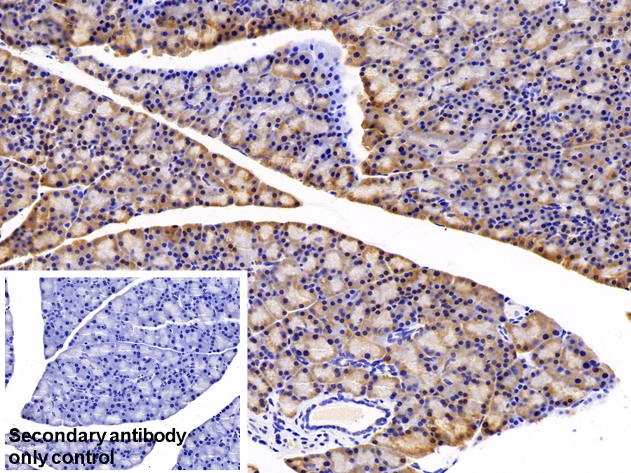 Polyclonal Antibody to Mesencephalic Astrocyte Derived Neurotrophic Factor (MANF)