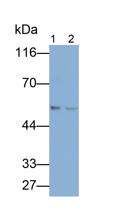 Polyclonal Antibody to Cholinergic Receptor, Nicotinic, Alpha 7 (CHRNa7)