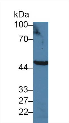 Polyclonal Antibody to Argininosuccinate Synthetase 1 (ASS1)