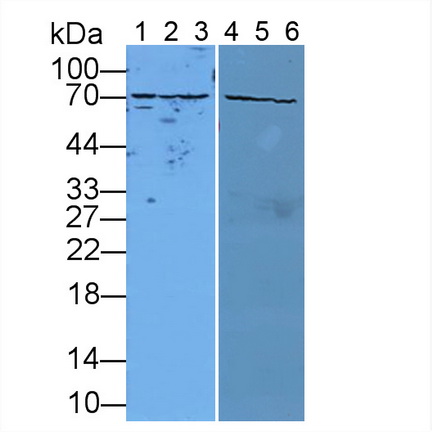 Polyclonal Antibody to Heat Shock 70kDa Protein 5 (HSPA5)