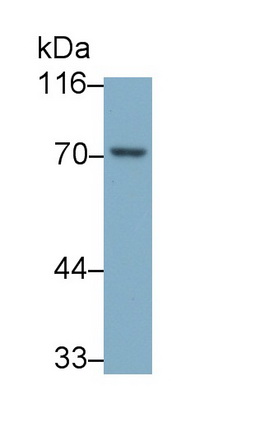Polyclonal Antibody to Annexin A6 (ANXA6)