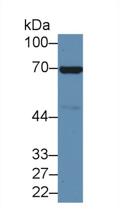 Polyclonal Antibody to Annexin A6 (ANXA6)