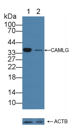 Polyclonal Antibody to Calcium Modulating Ligand (CAMLG)