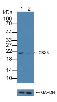 Polyclonal Antibody to Chromobox Homolog 3 (CBX3)