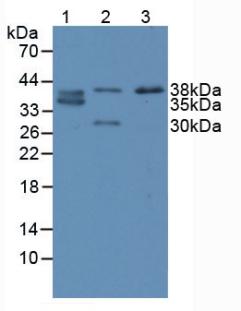 Polyclonal Antibody to Caudal Type Homeobox 2 (CDX2)