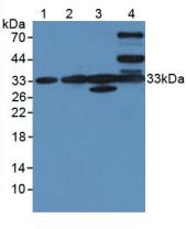 Polyclonal Antibody to Chloride Intracellular Channel Protein 1 (CLIC1)