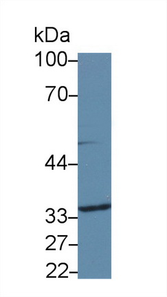 Polyclonal Antibody to Carboxypeptidase A3 (CPA3)