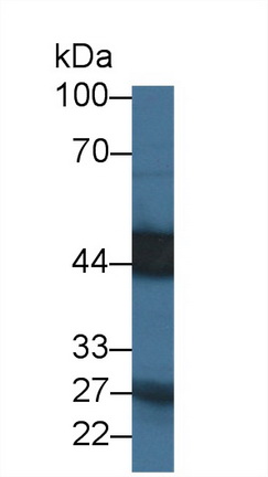 Polyclonal Antibody to Carboxypeptidase A3 (CPA3)